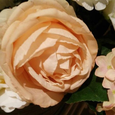 ルッカA Casa Di Pattyアパートメント エクステリア 写真